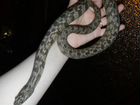 Змеи(ромбические неродии) объявление продам