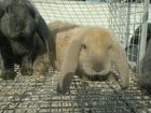 Французский баран кролики объявление продам