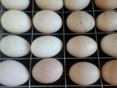 Инкубационные яйца кохинхин