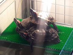 Аквариум с черепахами.аквариум из стекла 120 лит