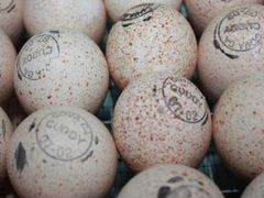Инкубационное яйцо- Чeхии, Слoвакии,Франции,Канады