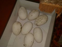 Инкубационное яйцо гусиное