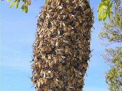 Помогу Вам убрать рой пчел с Вашей территории