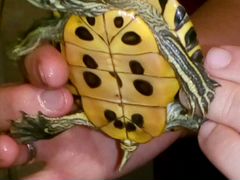 Черепаха Красноухая средне Азиатская