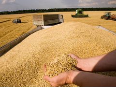 Пшеницу или ячемень или кукурузу