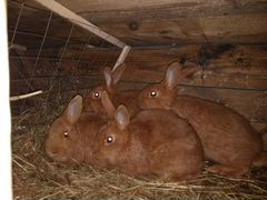 Кролики Новозеландский красный (нзк)