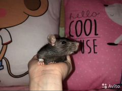 Декоративная крыса