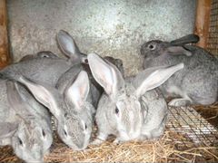 Продам кроликов, мясной породы