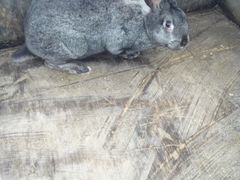 Крольчихи на покрытие