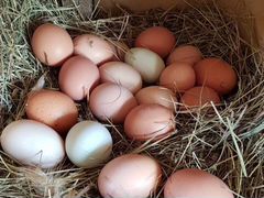 Яйцо инкубационное домашние несушек