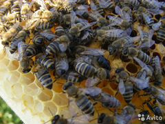 Пчелопакеты украина