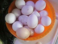 Всегда свежие домашние яйца на натуральных кормах