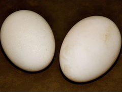 Гусиное яйцо инкубационное, кубанские гуси