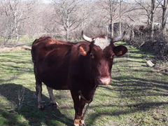 Корова и бычек на (доращивание)