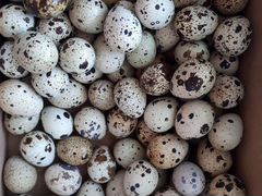 Яйца инкубационные перепелиные