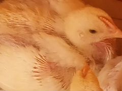 Цыпленок бройлер кобб-500 возраст 3 недели