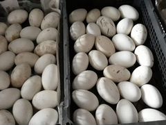 Продаю гусиные яйца(инкубатор)