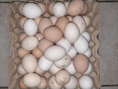 Икубационные яйца