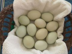 Яйцо инкубационное Легбар