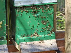 10 семей пчелы среднерусской с ульями