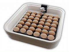 Продам Инкубационное яйцо кур разных пород
