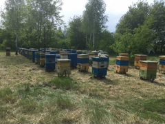 Продам пчелосемьи 60 шт