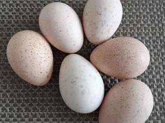Яйца для инкубации индюшин. курин.индийск бегунов