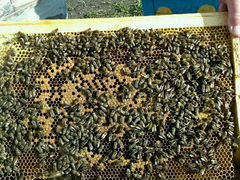 Продажа пчело-отводков