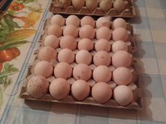 Индюшиные, индоутинные инкобуационные яйца