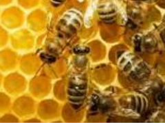 Зимовалые пчелосемьи (карпатка), 8-9 рам расплода