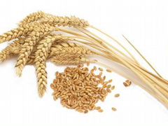 Чистая пшеница и ячмень по 1 тонне в мешках