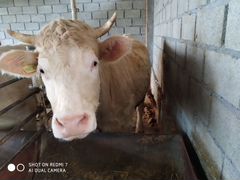 Продам коровы порода шароле цена догов