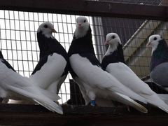 Пермские высоколётные голуби