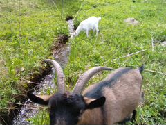Две козы и козлёнок