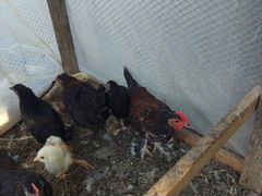 Цыплята мини курочек