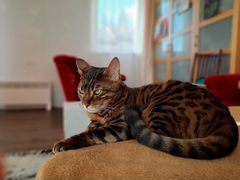 Кошечка Тигра ищет супер хороший дом Частный приют