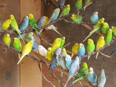 Волнистые попугаи разных возрастов