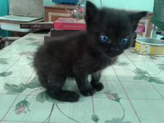 Котик чёрный