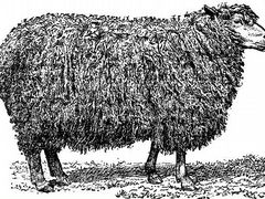 Овца матки