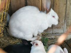 Кролики 11 месяцев