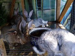 Обмен кроликов на поросенка или барана