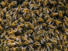 Пчелосемьи, пчелопакеты, матки