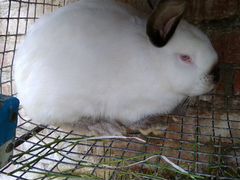Кролики калифорнийские от четырех месяцев, самцы и