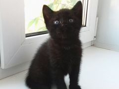 Черный котик
