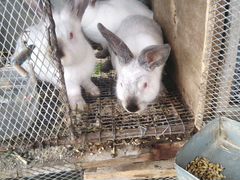 Кролики и крольчата колифорнийцы