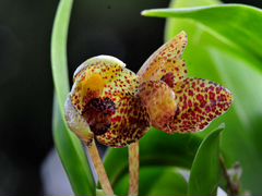 Орхидея Bulb.colomaculosum