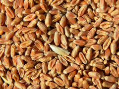 Продам пшеницу 4тонны урожай 2020