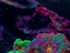 Живые кораллы