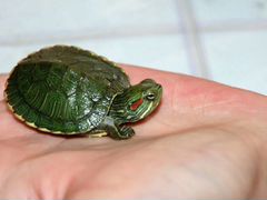 Краснаухоя черепаха