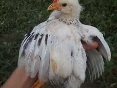 Цыпленок адлер серебристый чистокровный
